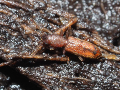 Silvanus unidentatus