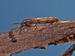 Silvanus unidentatus