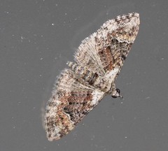 Mnesiloba eupitheciata