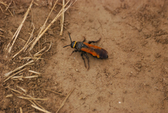 Scolia fuciformis