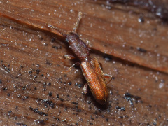 Silvanus unidentatus