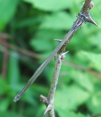 Enallagma exsulans