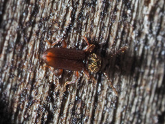 Silvanus unidentatus