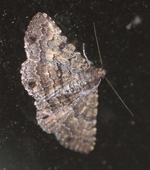 Diatenes aglossoides