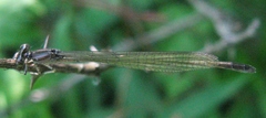 Enallagma exsulans