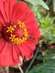 Lepidoptera