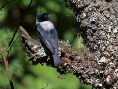 Melaniparus leuconotus