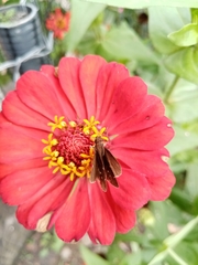 Lepidoptera