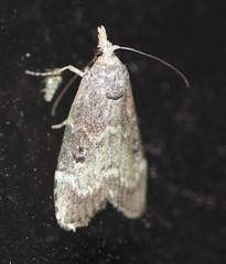 Heteromicta tripartitella