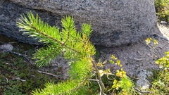 Pinus banksiana image