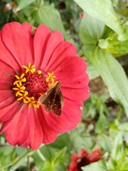 Lepidoptera