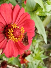 Lepidoptera