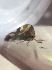 Smilia camelus