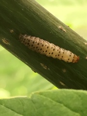 Proteoteras willingana