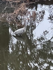 Ardea herodias