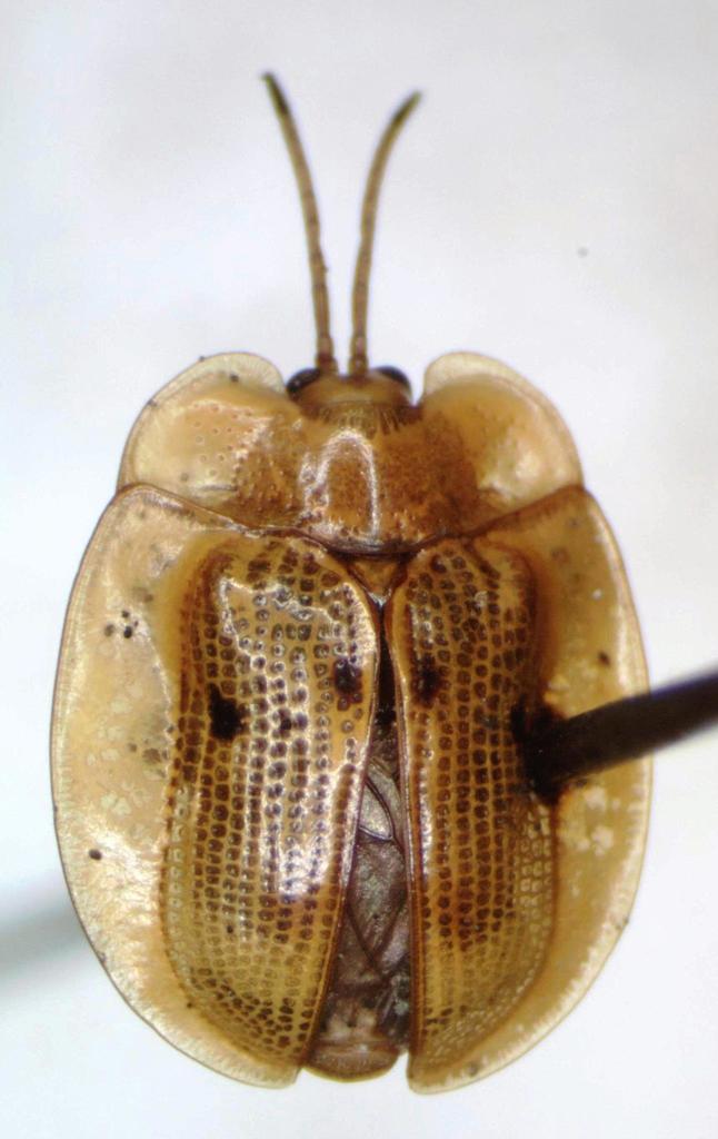 Aslamidium impurum