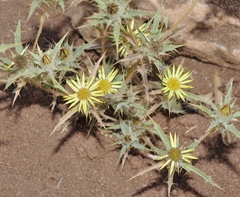Carlina racemosa