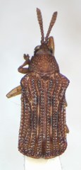 Baliosus marmoratus