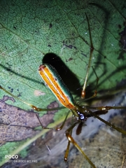 Tetragnatha viridorufa