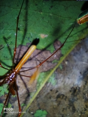 Tetragnatha viridorufa