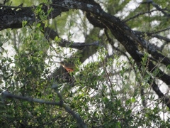 Arremonops rufivirgatus