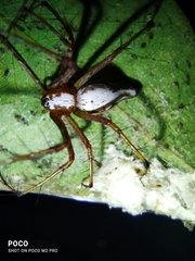 Oxyopes shweta