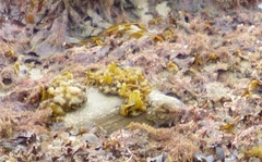 Dactylosiphon bullosus