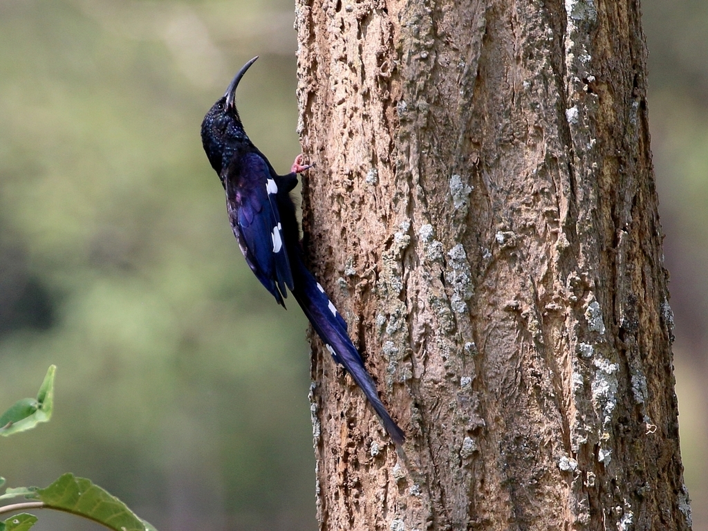 Black-Billed Woodhoopoe