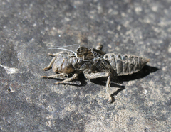 Onychogomphus