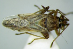 Nysius helveticus