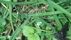 Veronica serpyllifolia