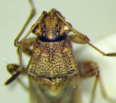 Nysius helveticus