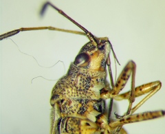 Nysius helveticus