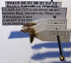 Nysius helveticus