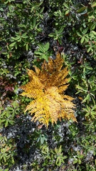 Pteridium aquilinum image