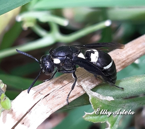 Monobia incarum