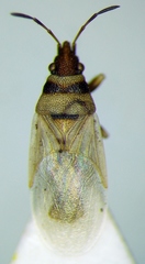 Oxycarenus pallens