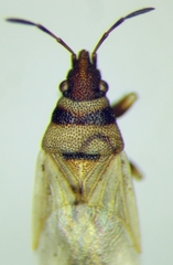 Oxycarenus pallens