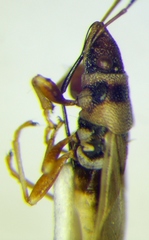 Oxycarenus pallens