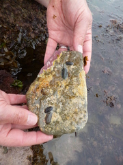 Ischnochiton maorianus