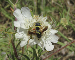 Parodontodynerus ephippium
