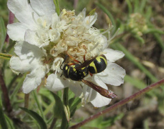 Parodontodynerus ephippium