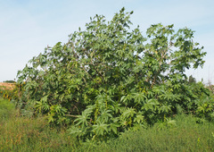 Ricinus communis