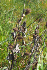 Xanthium strumarium