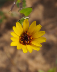 Calendula arvensis