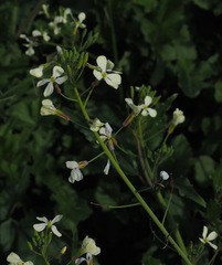 Raphanus raphanistrum