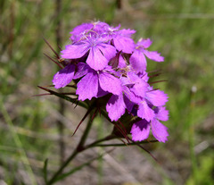 Dianthus pseudarmeria