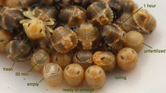 Acrosternum rubescens