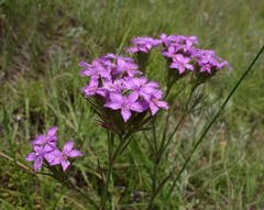 Dianthus pseudarmeria