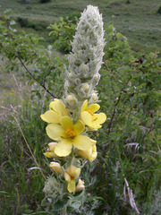 Verbascum ovalifolium